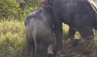 素晴らしいチームワーク!野生のゾウが助け合いながら斜面を登る様子をカメラがキャッチ