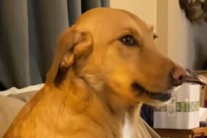 これはクロだな！口の中に物を隠していることを疑われて黙秘を貫くけど明らかに有罪なワンコ(笑)