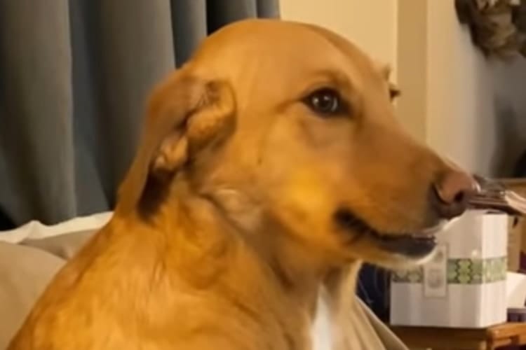 これはクロだな！口の中に物を隠していることを疑われて黙秘を貫くけど明らかに有罪なワンコ(笑)