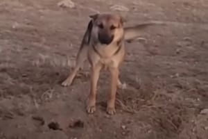 【感動の物語】砂漠で暮らす野良犬と、保護するために毎日足を運んだ女性の間に生まれた信頼と絆