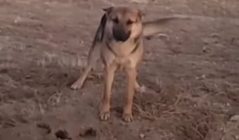 【感動】砂漠で暮らす野良犬と、その子を保護するために毎日足を運んだ女性の物語
