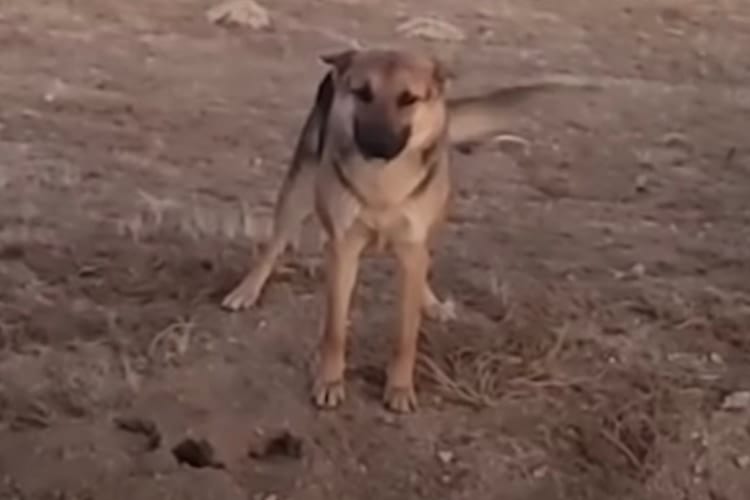 【感動】砂漠で暮らす野良犬と、その子を保護するために毎日足を運んだ女性の物語