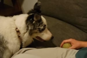 寝てしまったご主人の手にはボールが･･･投げてもらえるのを待つ健気なワンコが愛らしい