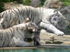 お気に入りの枝を水に落としちゃったホワイトタイガーの姉妹がカワイイ！