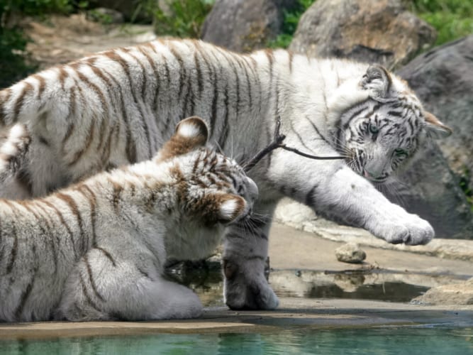 お気に入りの枝を水に落としちゃったホワイトタイガーの姉妹がカワイイ！