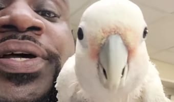 【超クール】男性のビートボックスに合わせて即興で踊るオウムがごきげんだぜっ！