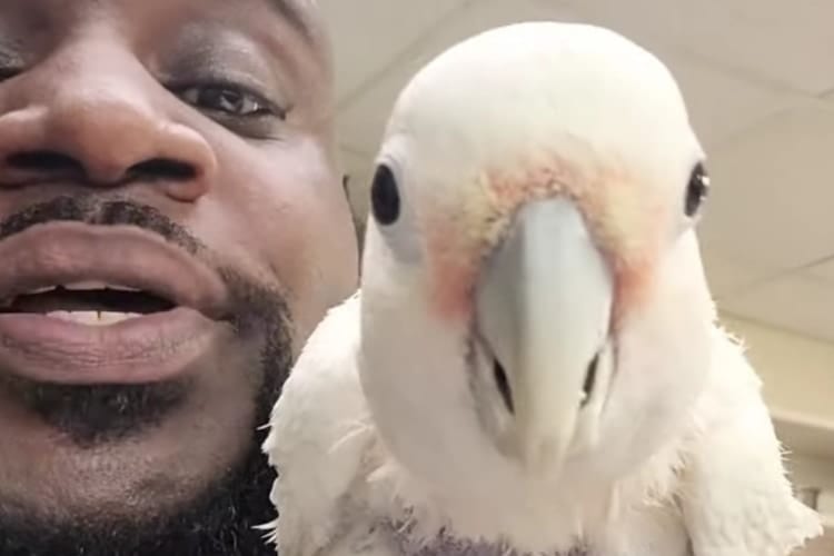 【超クール】男性のビートボックスに合わせて即興で踊るオウムがごきげんだぜっ！