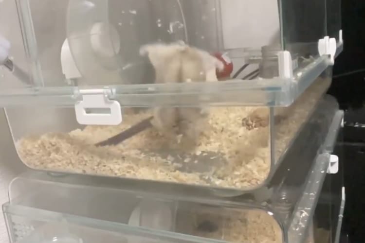 クセが強すぎる(笑) かじり木を使って驚きの大技をきめるハムスターが話題に！