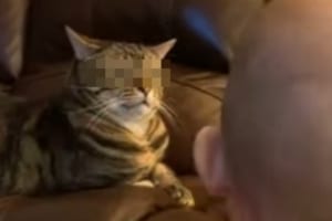 「なんて騒がしい生き物ニャ･･･」目の前で声を出す赤ちゃんを見るニャンコの表情がなんか笑える