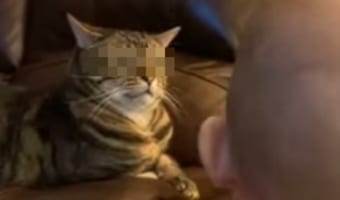 「なんて騒がしい生き物ニャ・・・」目の前で声を出す赤ちゃんを見るニャンコの表情がなんか笑える