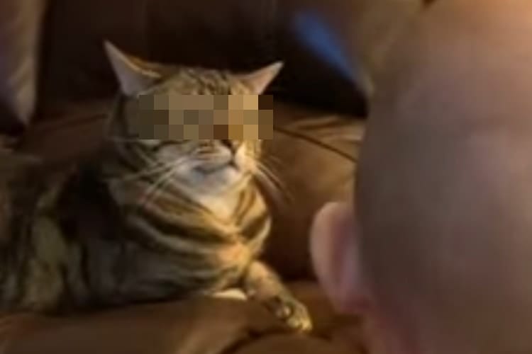 「なんて騒がしい生き物ニャ･･･」目の前で声を出す赤ちゃんを見るニャンコの表情がなんか笑える