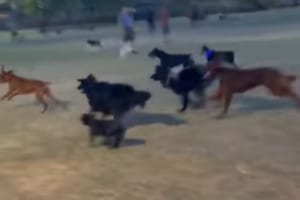 「なんて足の速いヤツだワン！」ワンコ軍団が超楽しそうに追いかけるものは・・・！！