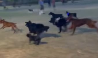 「なんて足の速いヤツだワン！」ワンコ軍団が超楽しそうに追いかけるものは・・・！！