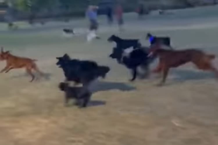 「なんて足の速いヤツだワン！」ワンコ軍団が超楽しそうに追いかけるものは・・・！！