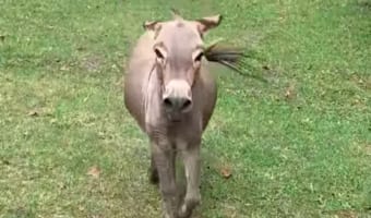 まるでディズニーの世界!女の子に呼ばれて大喜びで駆け寄ってくるロバが可愛すぎる