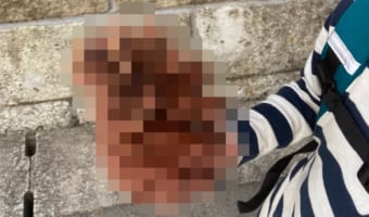 「夢がかなった!」息子が小学校で念願の巨大松ぼっくりを確保!そのデカさに驚愕!!