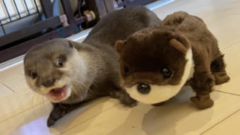 カワウソが、カワウソの声を出すぬいぐるみに出会った時の反応が・・・かわいくも無慈悲すぎる！！