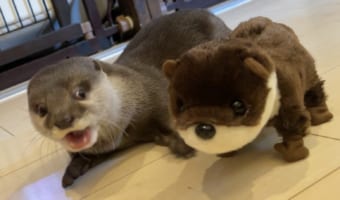カワウソが、カワウソの声を出すぬいぐるみに出会った時の反応が・・・かわいくも無慈悲すぎる！！