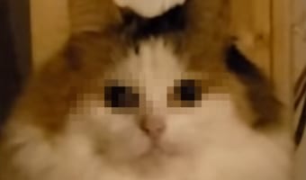 ものっすごい圧を感じる(笑) 飼い主が他の子を撮っている姿を真顔でガン見するニャンコ