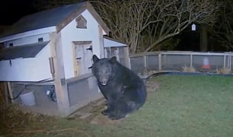 深夜の珍客・・・ニワトリ小屋を襲撃した巨大なクマを撃退したのはまさかの!!