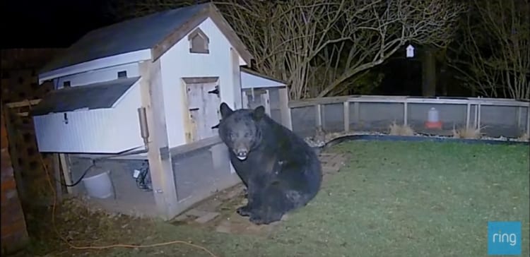 深夜の珍客・・・ニワトリ小屋を襲撃した巨大なクマを撃退したのはまさかの！！