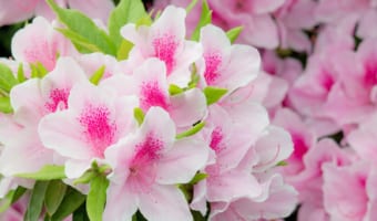 植木などにされる「つつじ」の花の甘い蜜・・・吸うと危険だったかも?!【みなさん子供の頃吸っていました?】