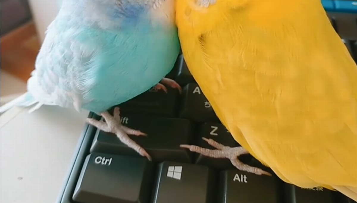 これは尊い！キーボードの上で、○○しちゃいながら寝てしまうインコたちの姿がたまらない