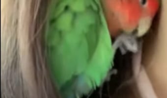 気付きました?おネムな鳥さんが寝床にしようとしていたの、実は・・・