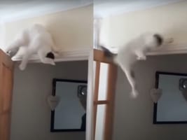 ドアの上に乗ったはいいけれど・・・身動き取れなくなった猫ちゃんの運命は？