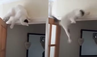 ドアの上に乗ったはいいけれど・・・身動き取れなくなった猫ちゃんの運命は?