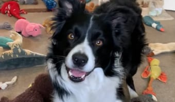 天才犬現る！言葉とぬいぐるみの形を覚えてるワンコが賢すぎる！！