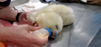 これは天使！！ワモンアザラシの赤ちゃんの成長過程がかわいすぎる！！！