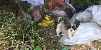 ゴミ捨て場で見つかった子犬。その半年後の姿に涙必至