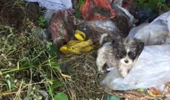 ゴミ捨て場で見つかった子犬。その半年後の姿に涙必至