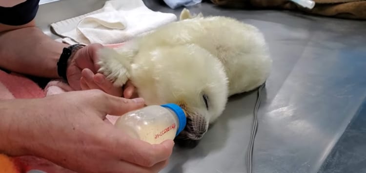 これは天使！！ワモンアザラシの赤ちゃんの成長過程がかわいすぎる！！！