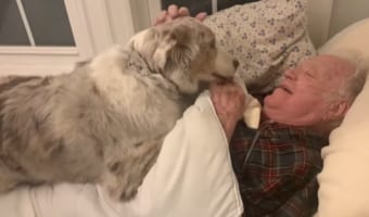 ワンコが尊い・・・病気のおじいちゃんを心配する愛犬の映像が感動もの