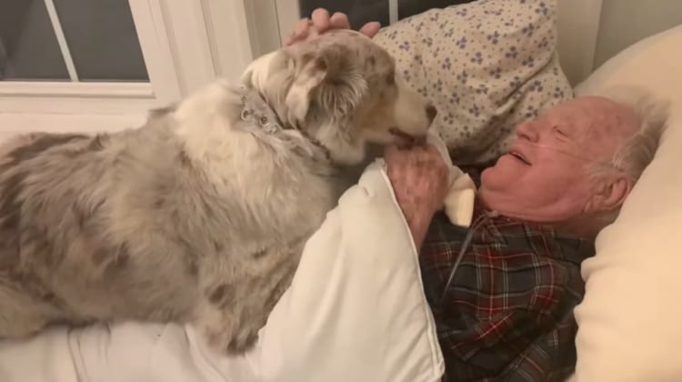 ワンコが尊い・・・病気のおじいちゃんを心配する愛犬の映像が感動もの