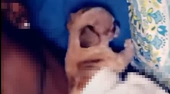 飼い主さんに甘えたい子犬がかわいすぎる！すりすり体をつたい・・・まさかな場所をお布団にネンネするようです