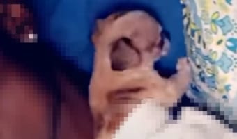 飼い主さんに甘えたい子犬がかわいすぎる！すりすり体をつたい・・・まさかな場所をお布団にネンネするようです