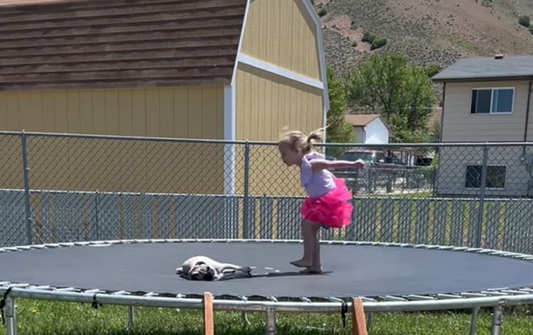 トランポリンで遊ぶ少女VS気にはなるけど絶対起きたくないパグ・・・その結末は如何に！！