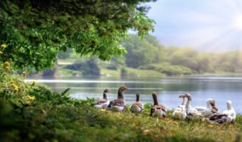 似ているようで違う「ガチョウ」と「アヒル」、家禽として世界中にいる鳥の違いを解説
