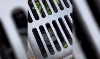 【優しさの連鎖】閉じ込めらたアヒルの子たち。救出が困難な状況に救助隊が駆けつけ・・・