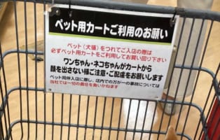まるで自宅にいるかのようにくつろぎすぎ(笑)  カートの中でリラックスするワンコが話題に！