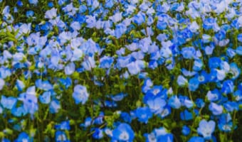 【Twitterで話題】サムネからして美しいのに・・・写真全体を見たら広がる光景が圧巻だった!!