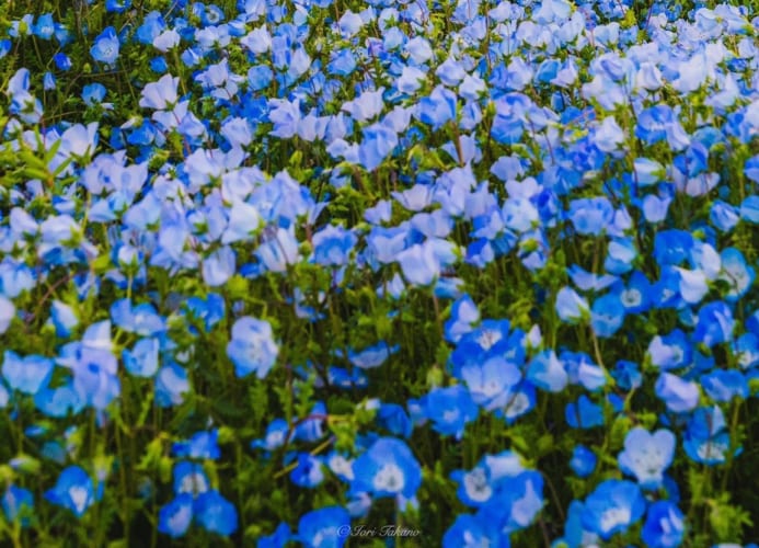 【Twitterで話題】サムネからして美しいのに・・・写真全体を見たら広がる光景が圧巻だった！！