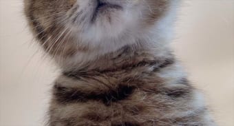 早く起きてニャ！可愛い顔して『起こし方の圧』がハンパないニャンコが話題に！