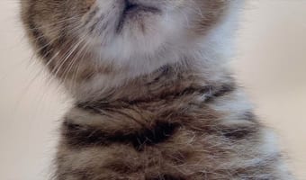 早く起きてニャ！可愛い顔して『起こし方の圧』がハンパないニャンコが話題に！