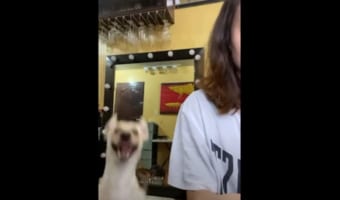 【爆笑】飼い主さんの気を引こうと、必死にアピールするワンコが面白すぎる(笑)