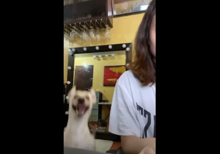 【爆笑】飼い主さんの気を引こうと、必死にアピールするワンコが面白すぎる(笑)