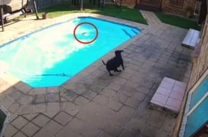 プールで溺れている親友を助けるため駆けつけたワンコ。34分にも及ぶ懸命の救出劇に感動！